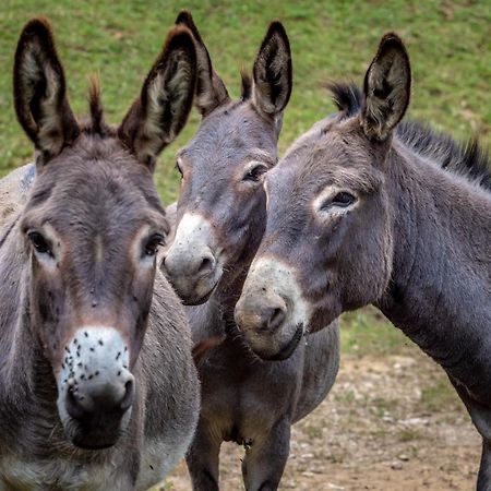 Apartmán Tourist Farm Gradisnik Solčava Exteriér fotografie