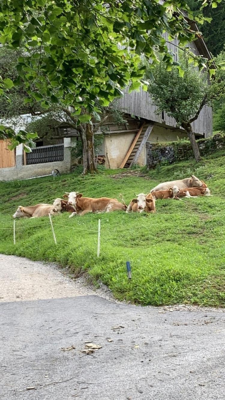 Apartmán Tourist Farm Gradisnik Solčava Exteriér fotografie